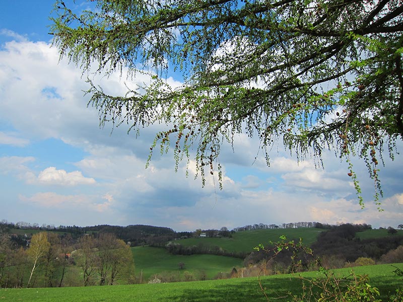 hochwienerwald